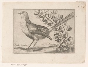 Vogel Codazinzola (nesne üzerindeki başlık) Vogels (dizi adı)