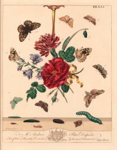 Açılı gölgeler güve, Phlogophora meticulosa, meşe kanca ucu, Watsonalla binaria, Mother Shipton güvesi, Callistege mi, benekli ahşap kelebek, Pararge aegeria, çubuklu kanca ucu, Watsonalla cultraria, kahverengi çin işareti, Elophila nymphaeata ve nedime, H