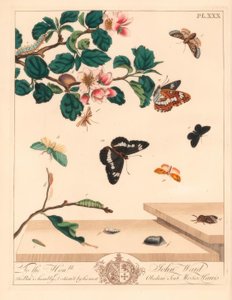 Sekiz güve figürü, Diloba caeruleocephala, beyaz amiral, Limenitis arthemis, baca temizleyicisi, Odezia atrata, kırmızı kemerli güve, Callimorpha miniata, kahverengi tüylü güve, Pterophorus pterodactylus, kıt gümüş çizgiler, Bena bicolorana ve burun güvesi