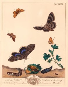 Küçük inci kenarlı fritillary kelebek, Boloria selene ve Clifden nonpareil güvesi, Catocala fraxini