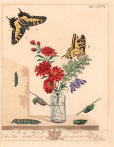 Kırlangıç kelebeği, Papilio machaon. Bir illüstrasyondan sonra elle renklendirilmiş litografi