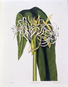 Crinum Declinatum, 