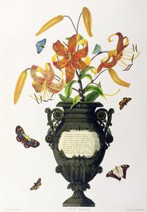 Lilium tigrinum (Kaplan Zambak), 