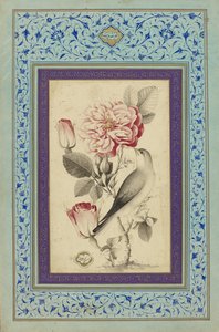 Güller ve Bülbül, 18. yüzyıl sonu (kağıt üzerine mürekkep ve renkli) by Muhammad Baqir