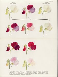  by Muriel Wheldale (after) Onslow