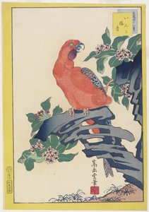 Pink Parrot on Rock, 1859 (renkli tahta baskı)