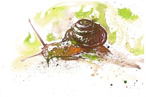 Salyangoz, 2025 (mürekkep) by Neale Osborne