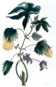 Gossypium - pamuk bitkisi, 1823 by Neale and Son