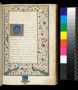 Ms 336. Sallust, Catilina ve Jugurtha, f.1r. Tavus kuşu, tavşan, yeşil muhabbet kuşları ve bir güvercin ile tam ışıklı kenarlık by Neapolitan School
