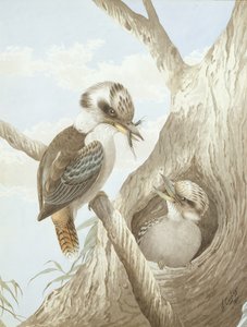 Bir Ağaçtaki Yuvada Beslenen Kookaburras, 1892 by Neville HP Cayley
