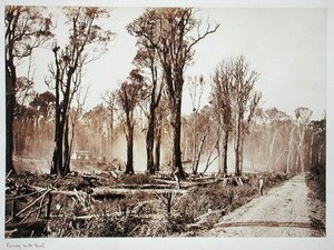 Yetmiş Mil Bush (sepya fotoğraf)
