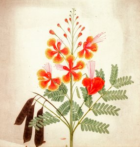 Çiçek çalışması, c.1840 (suluboya) by Nicholas Tomlinson