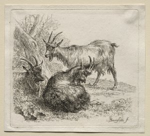 Animalia: Üç Keçi