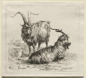 Animalia: İki Keçi