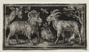 keçiler ve tavşan by Nicolaes de Bruyn