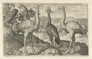 İki devekuşu arasında taçlı turna Kuşlar ve böcekler (dizi adı) by Nicolaes de Bruyn