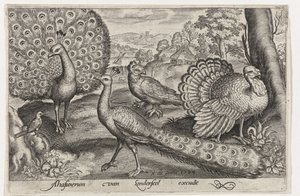 İki tavus kuşu ve hindi Kuşlar ve böcekler (dizi adı) by Nicolaes de Bruyn