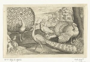 İki tavus kuşu ve hindi Kuşlar ve böcekler (dizi adı) by Nicolaes de Bruyn