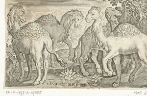 dört dromedary Animalivm qvadrvpedvm (dizi başlığı) Manzaralardaki hayvanlar (dizi başlığı) by Nicolaes de Bruyn
