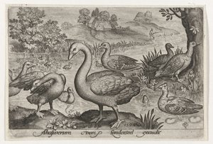 Su kenarında kuğu, kaz ve ördekler Kuşlar ve böcekler (dizi adı) by Nicolaes de Bruyn