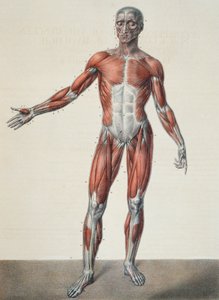 İnsan vücudunun anatomisi, Jean-Baptiste Marc Bourgery'nin (1797-1849) 'Traite Complet d'Anatomie de l'Homme' kitabından Bernard, Paris, 1831 by Nicolas Henri Jacob