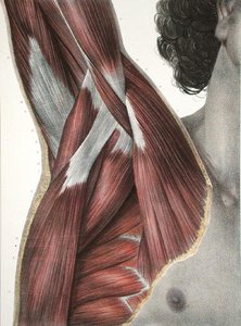 Omuz ve Axilla, Jean-Baptiste Marc Bourgery (1797-1849) 1866-67 (renkli gravür) tarafından 