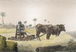 Mısır Hasadı, Cilt II Sanat ve Ticaretten 'Mısır'ın Tanımı', pub. Napolyon'un emriyle, 1822 (daha sonra renklendirme)