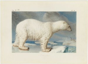 Kutup ayısı, 1796. by Nicolas Maréchal