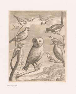 Baykuş ve diğer kuşlar Alouco Hibou (nesne üzerindeki başlık) Versailles Hayvanat Bahçesi'nden kuşlar (seri başlığı) by Nicolas Robert (possibly)
