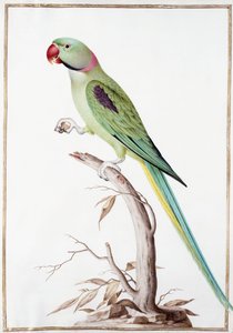 İskender Muhabbet Kuşu by Nicolas Robert