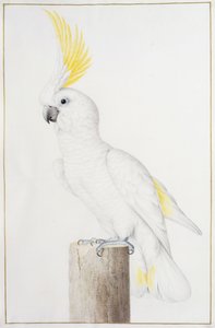 Kükürt Tepeli Kakadu by Nicolas Robert