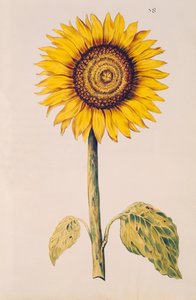 Ayçiçeği veya Helianthus, 