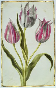 Laleler, c.1675 (parşömen üzerine guaj) by Nicolas Robert