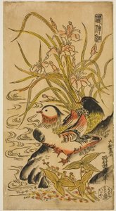 Mandarin Ördekleri, "Kashinsai" serisinden