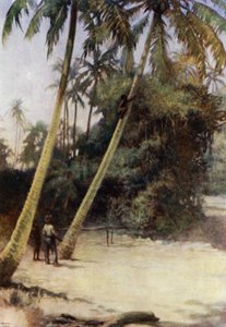 Solomon Island Boy, Gavutu, New Florida (renkli taş) yakınlarında yeşil kakaolu fıstıkların peşinden tırmanıyor. by Norman Hardy