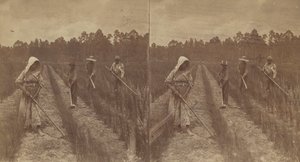 Pirinç Çapalama, 1876-1888. by O. Pierre Havens
