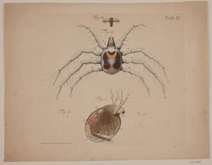 Haşarat. Zoolojik çalışmanın II. Levhası by Odvardt Helmoldt de Lode