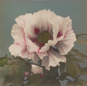 ağaç şakayık by Ogawa Kazumasa