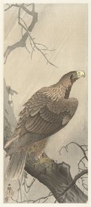 Ağaç dalı üzerinde kartal by Ohara Koson