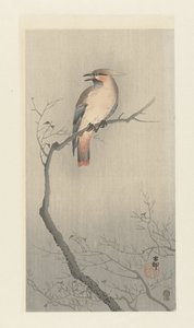 Bir dalda bohem balmumu kanadı by Ohara Koson