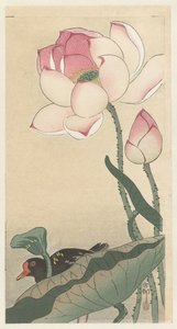 Lotus Çiçekleri ile Gallinül by Ohara Koson