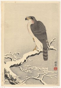Çam ağacının karlı dalı üzerinde şahin by Ohara Koson