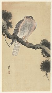 Çam dalı üzerinde şahin by Ohara Koson