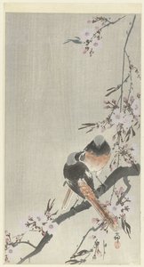 Kiraz çiçeği ile iki siegel redstarts by Ohara Koson