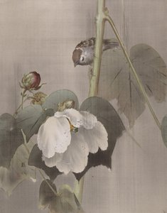 Pamuk Gül Ebegümeci Yağmurda, ca. 1891-92. by Okada Baison