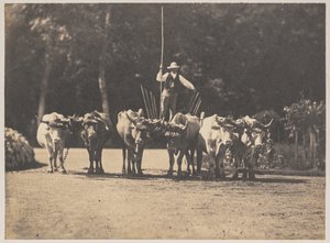 Altı Öküz Takımı, Sürücüsü ile, c. 1853.