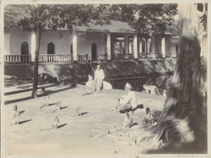 Muhtemelen Surabaya