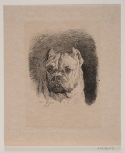 Bir köpeğin kafası