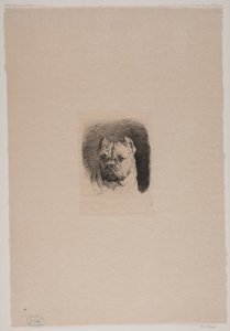 Bir köpeğin kafası