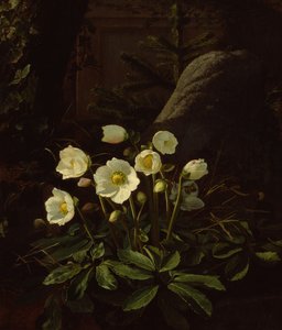 Rockery